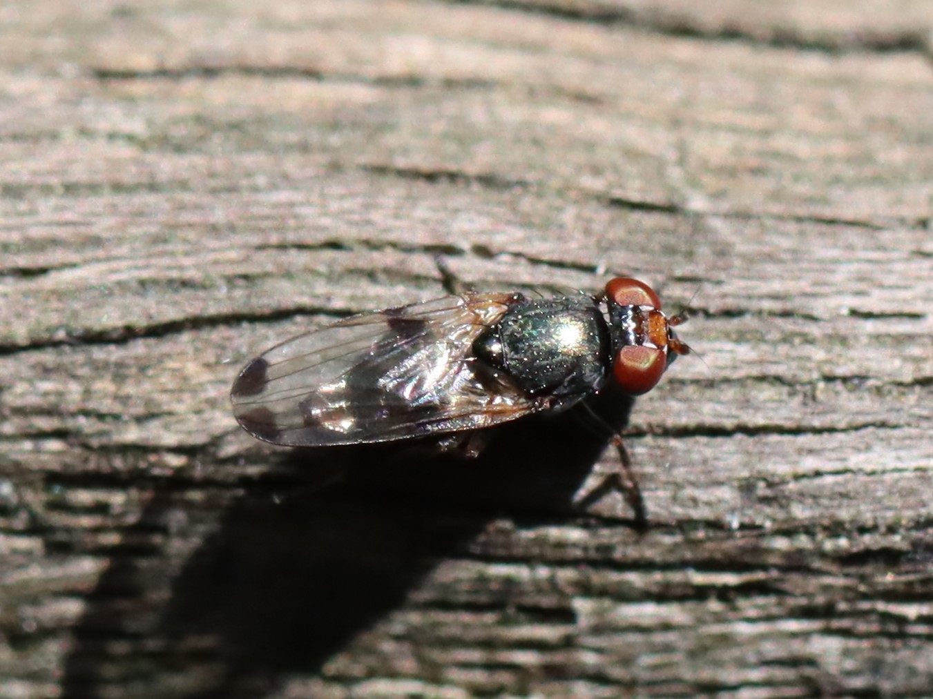 Euxesta sp.